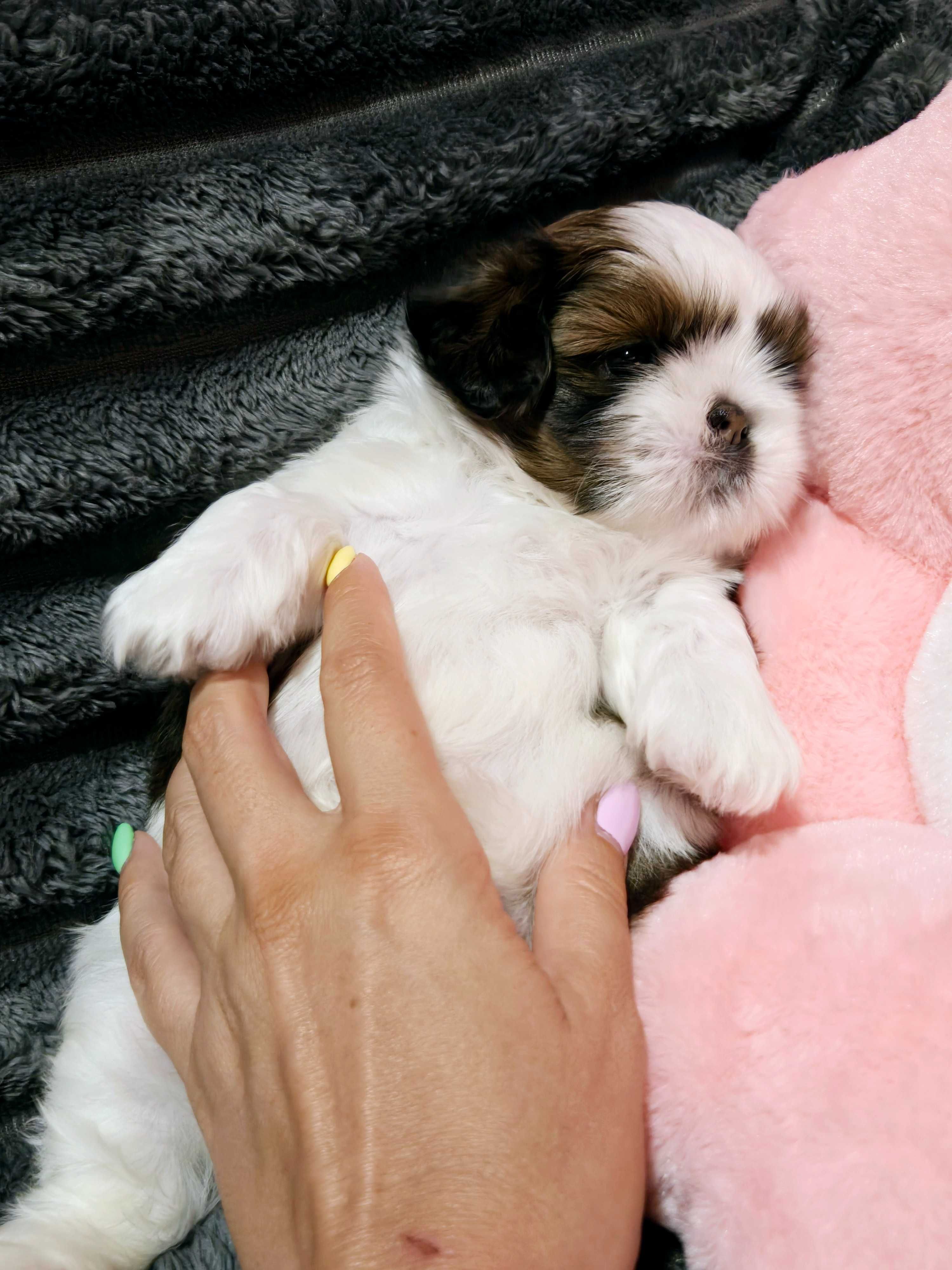 Shih tzu piesek szczeniaczek z rodowodem ZKwP FCI