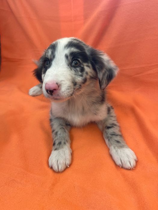 Border collie Femea Blue merle
