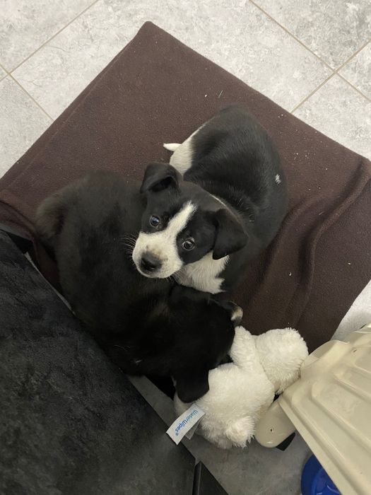 Цуценята ,шукають сім’ю ,викинуті при трасі ,стерелізуємо