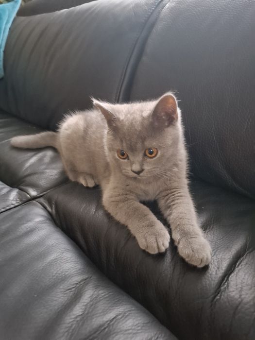 Sprzedam kotki brytyjskie