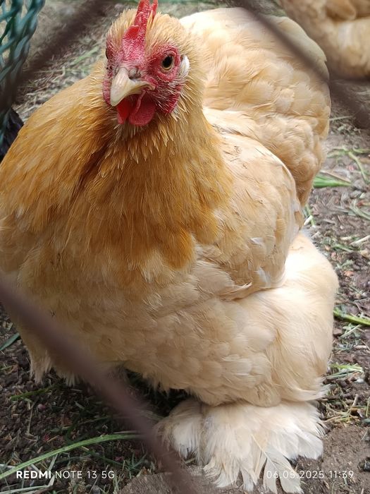 Продам інкубаційне яйце карликових курей