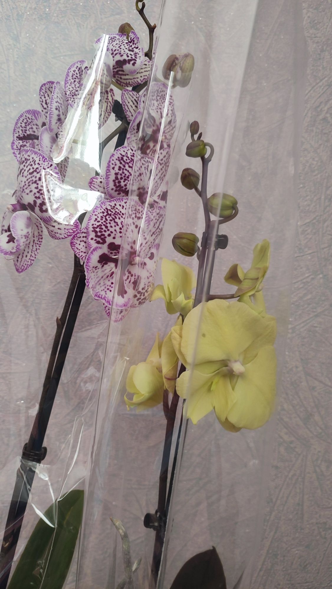 Пара орхідей разом