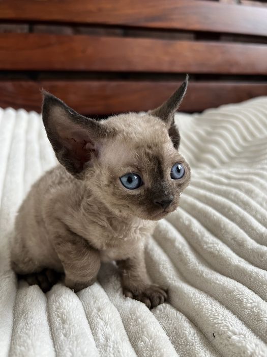 Kocurek Devon Rex WCF lekgalna hodowla