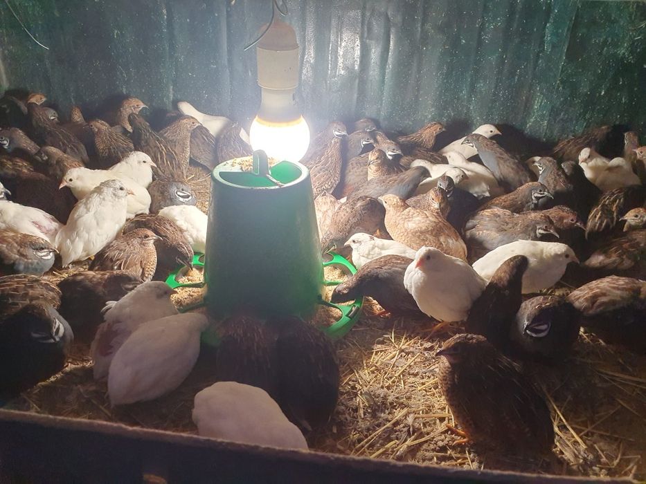 Vendo codornizes da China