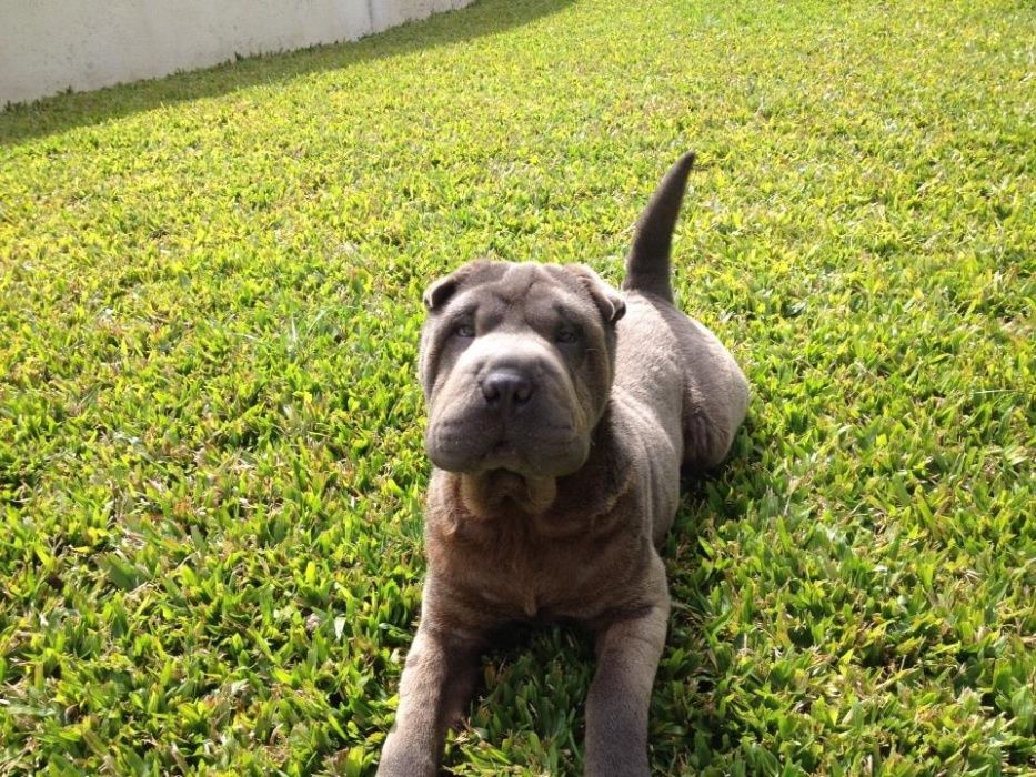 Sharpei azul, Macho