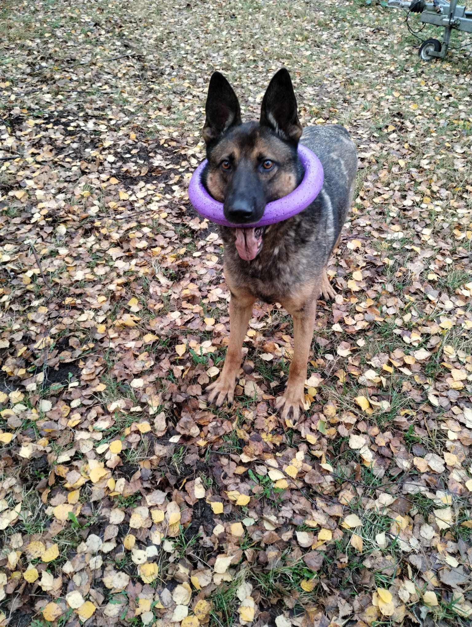 Uran - czysta energia. Owczarek belgijski malinois