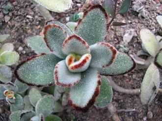 Suculentas - CRASSULA ovata / CRASSULA perforata e KALANCHOE tomentosa