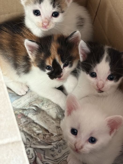 Кошенята шукають домівку