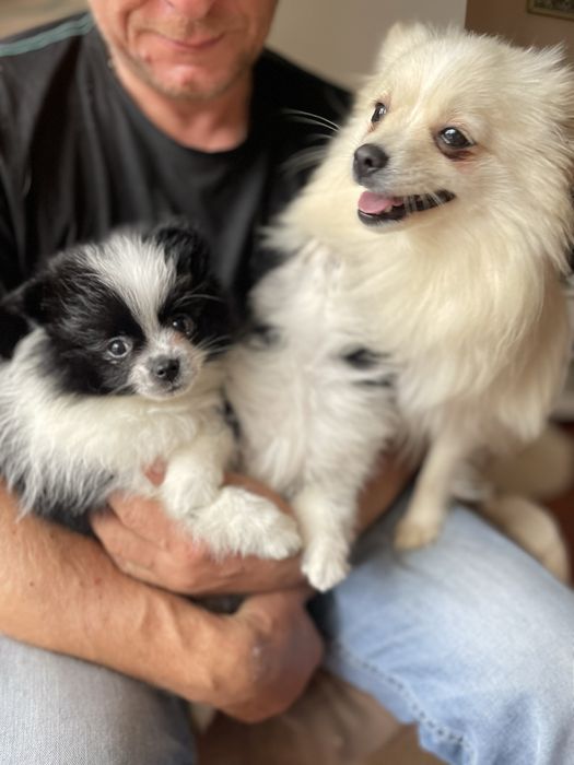 Szpic miniaturowy pomeranian chłopiec