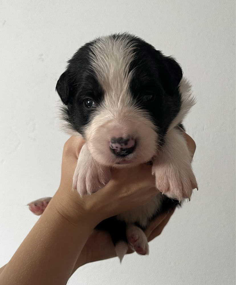 Piesek Border Collie