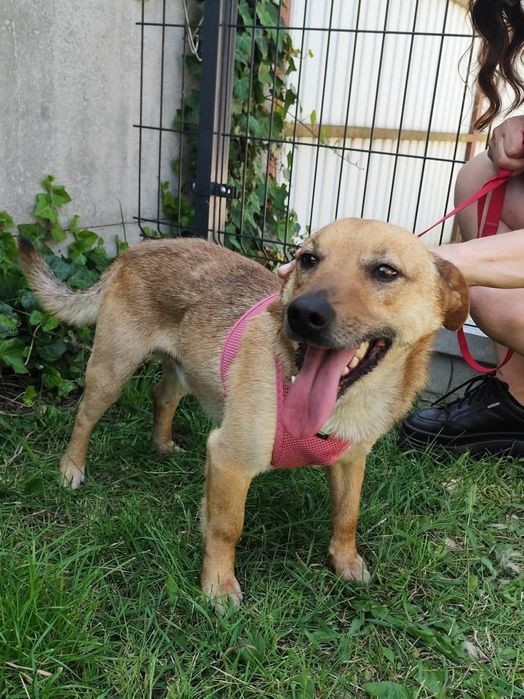 Cudowny uroczy piesek Iwo