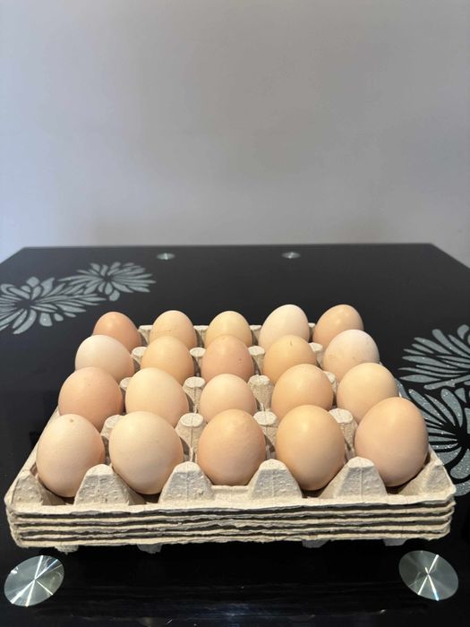 Jajka z wolnego wybiegu