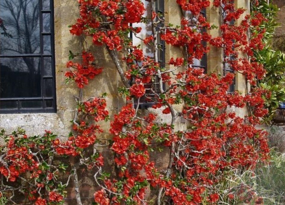 Хеномеліс (айва японська) Оранж Трейл