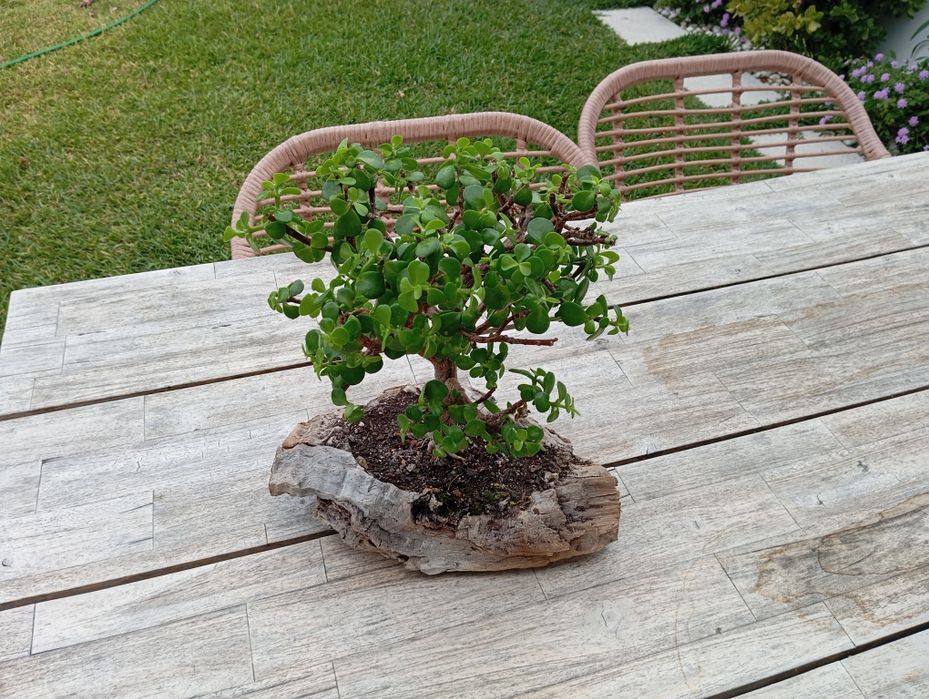 Bonsai planta...