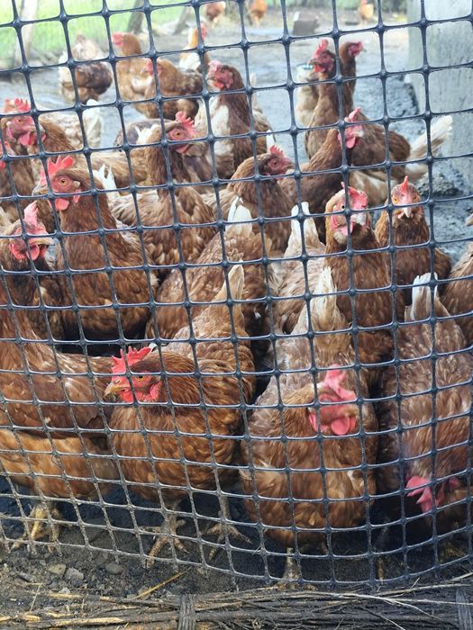 Продам оптом кури не сучки!!