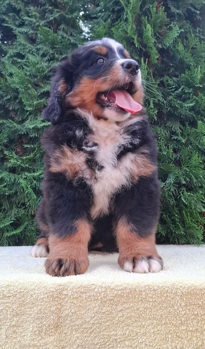 Cachorro Boieiro de Berna (Bouvier Bernois) c/ LOP