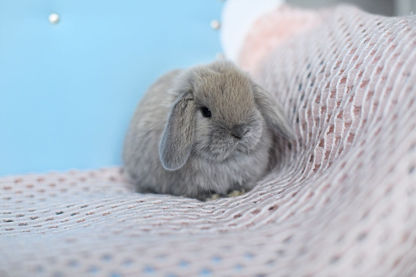 królik  baranek mini lop