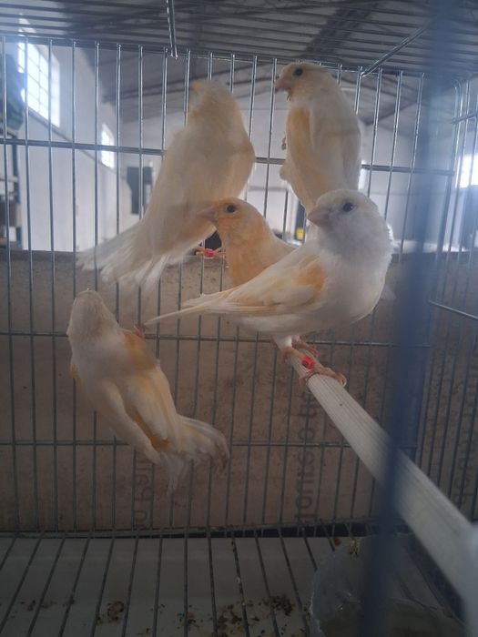 Canários 10€ cada
