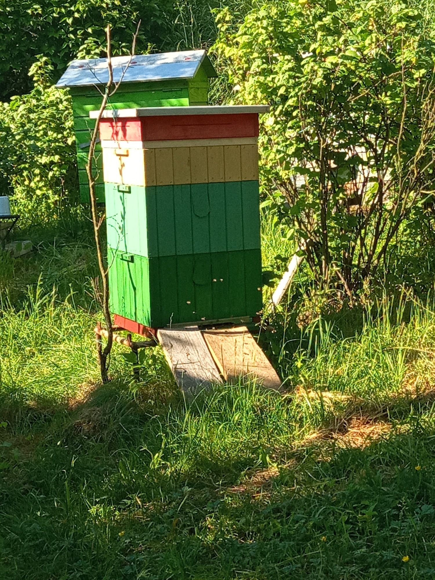 Miód z własnej pasieki 1200g. WYSYŁAM.