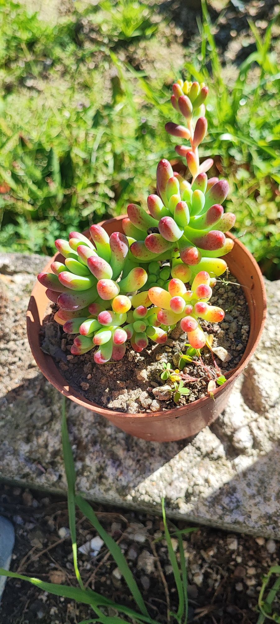 Planta suculenta