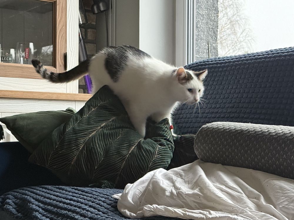 Oddam kotkę w dobre ręce