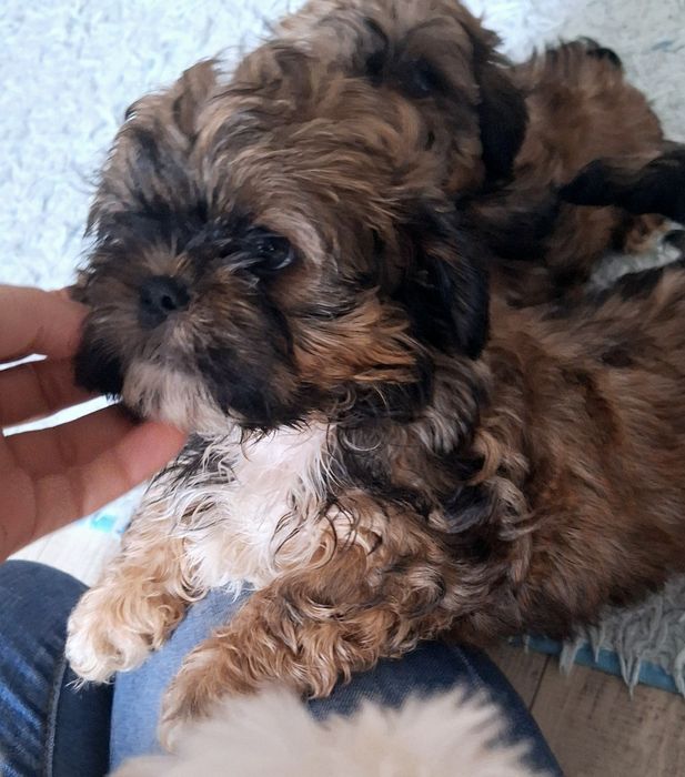 Dafiś unikatowy chlopczyk shih tzu szuka domu