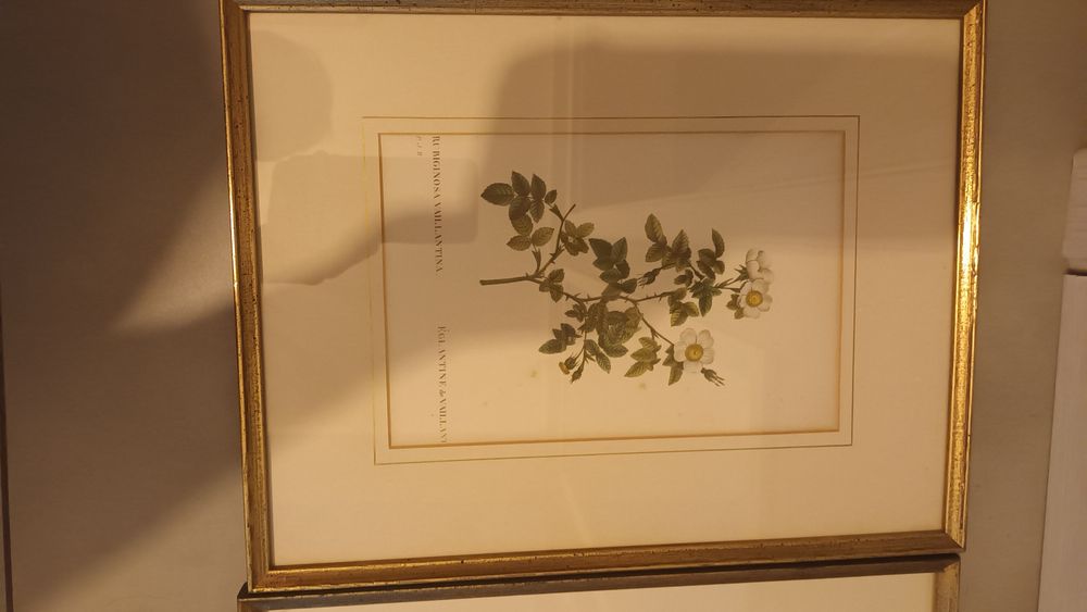 Komplet 4 obrazów z roślinami