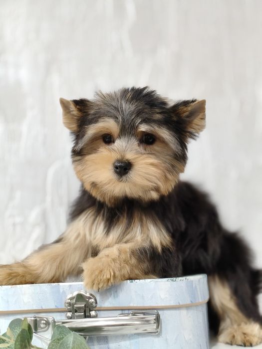 Клёвые хлопцы йорчики