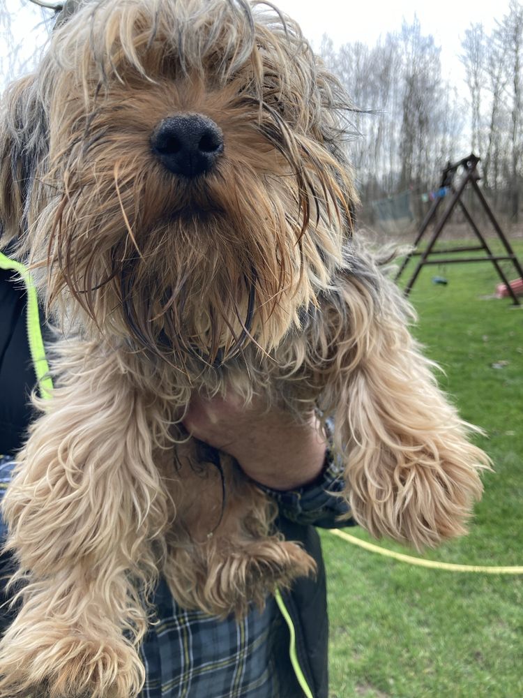 Yorkshire terrier