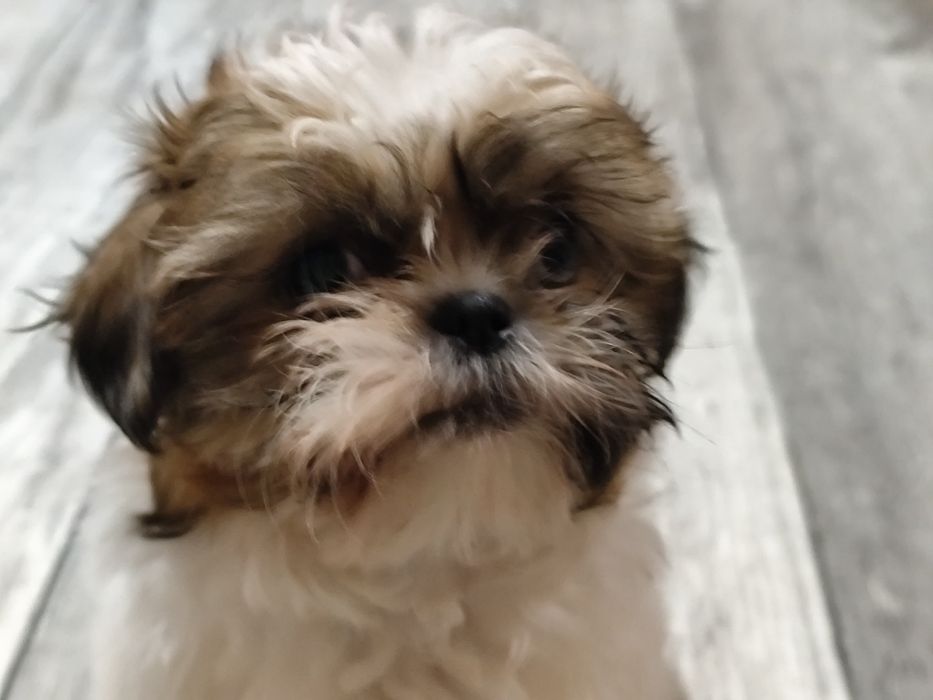 rasowy piesek shih tzu