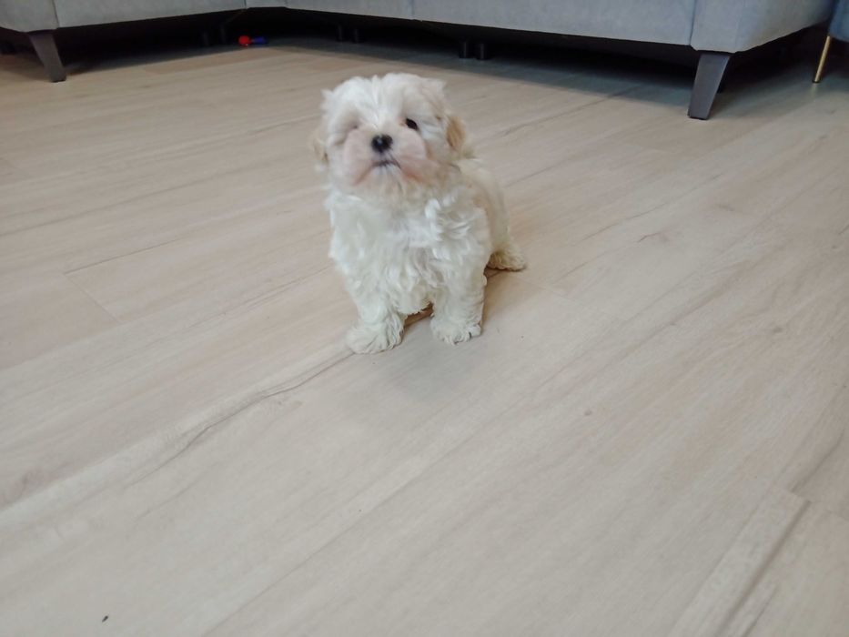 Maltańczyk piękny piesek