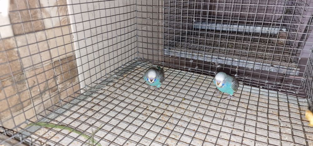 Periquitos inglêses