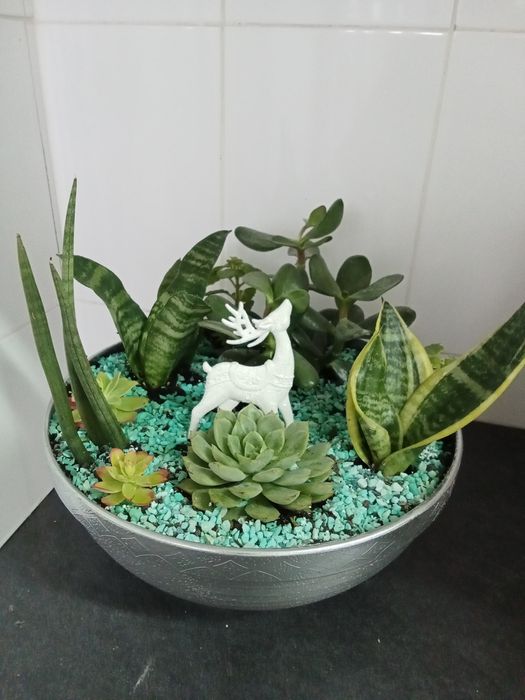 Arranjos de suculentas