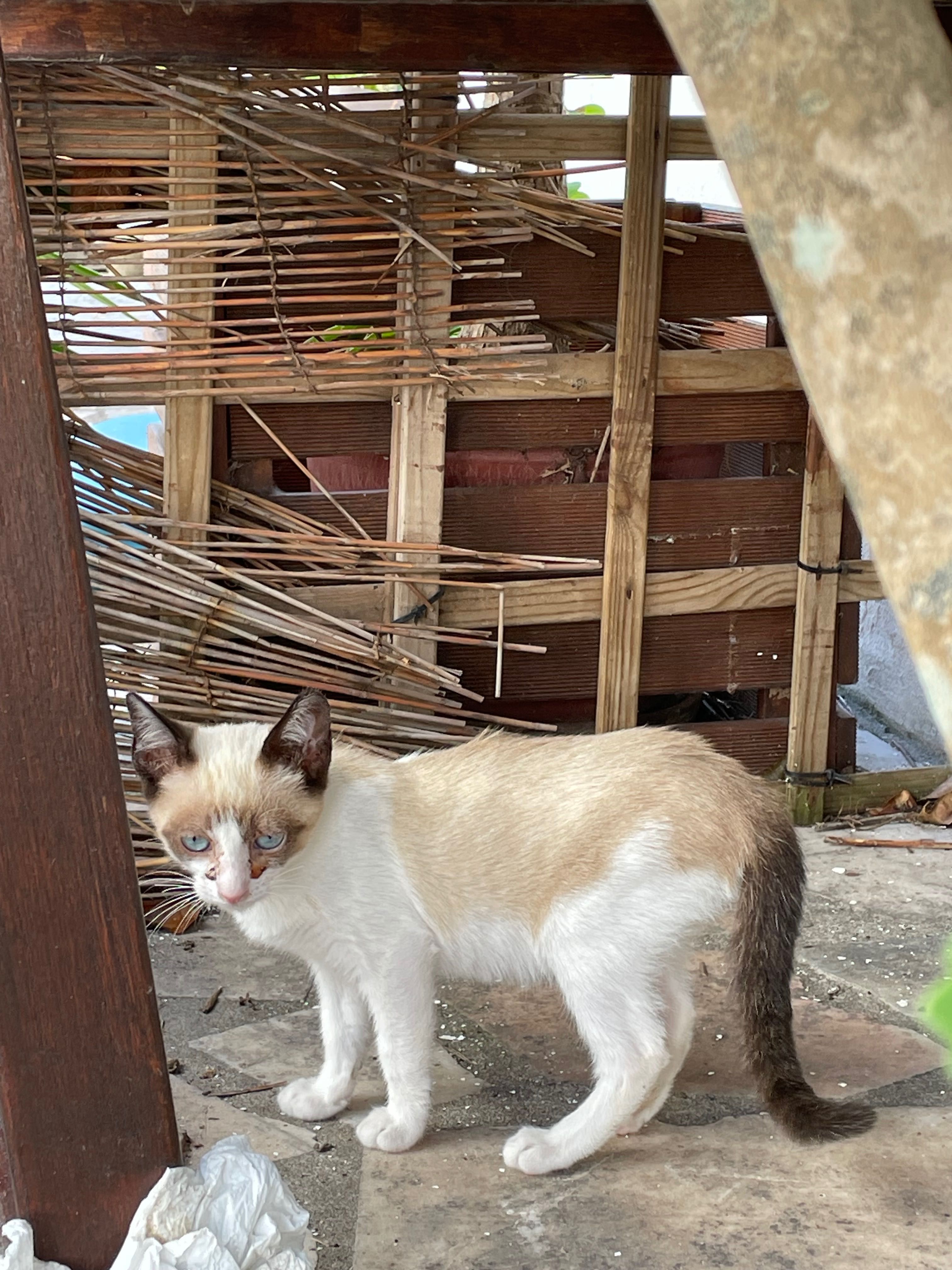 Gatos para adoção