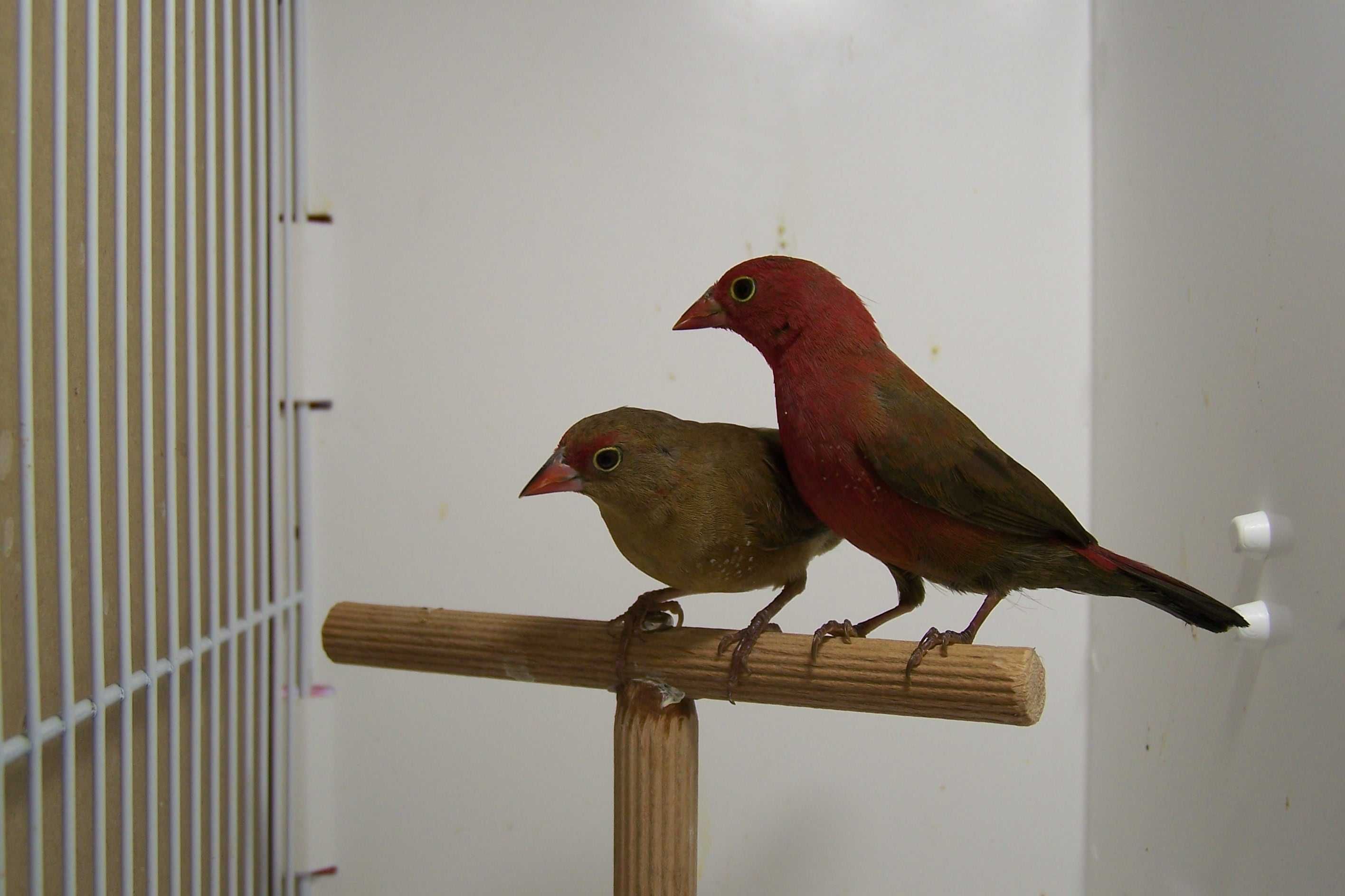 Amarantka senegalska (Lagonosticta senegala)