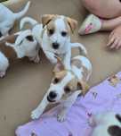 Suczka jack russell rezerwacja