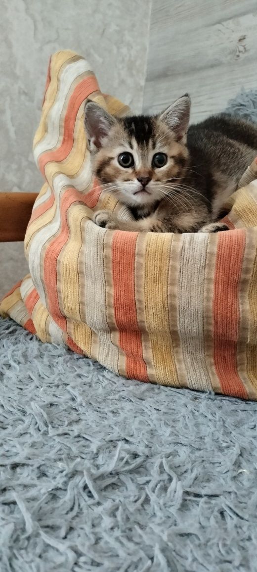 Шотландські кошенята