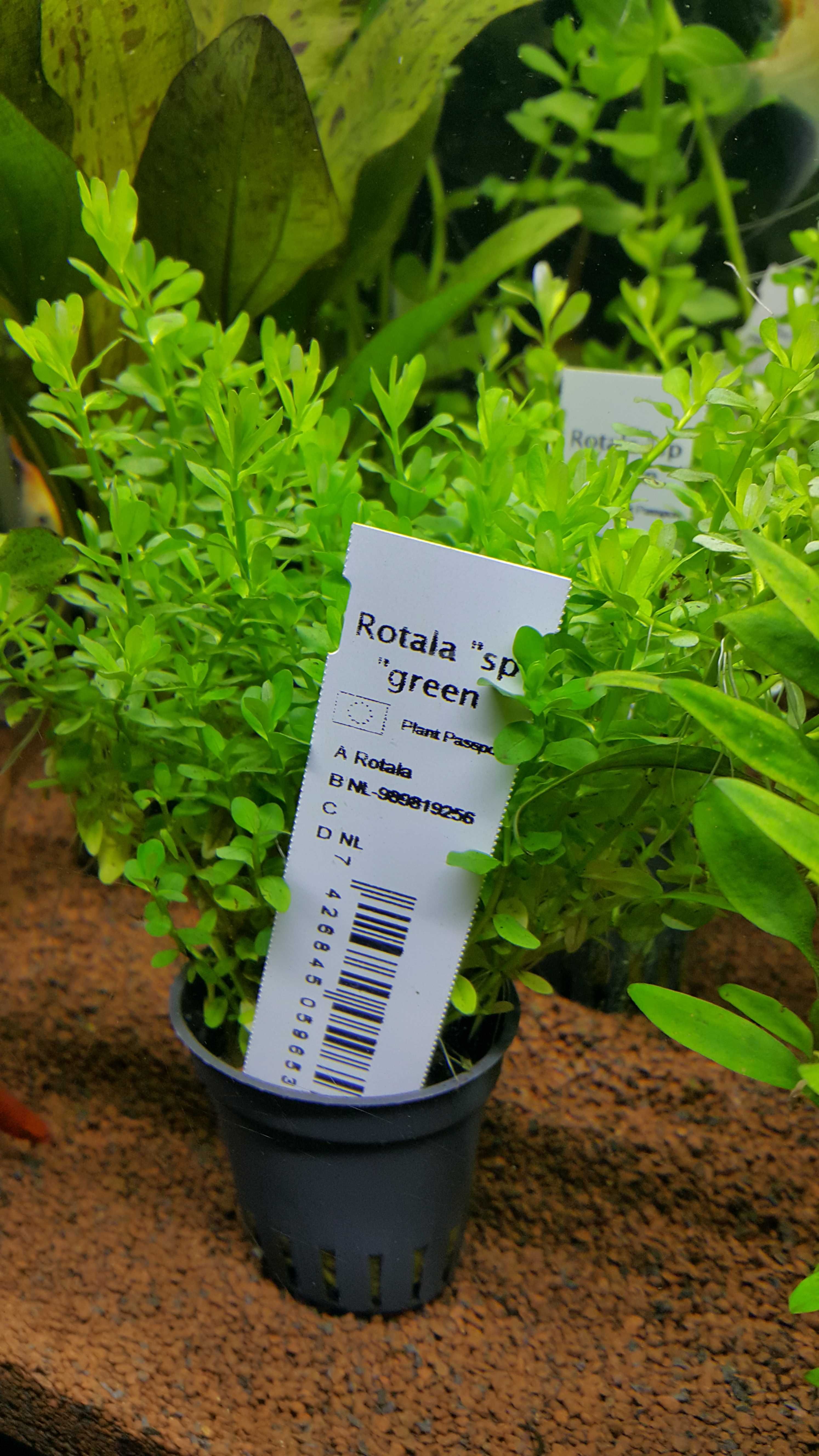 Rotala sp Green/Rośliny akwariowe w koszyczkach