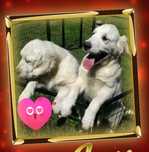 Golden Retriever szczeniak ZkwP FCI