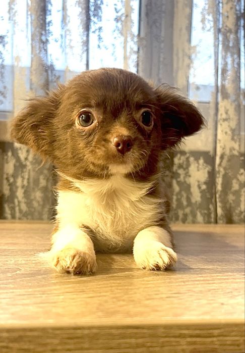 Дівчинка чихуахуа