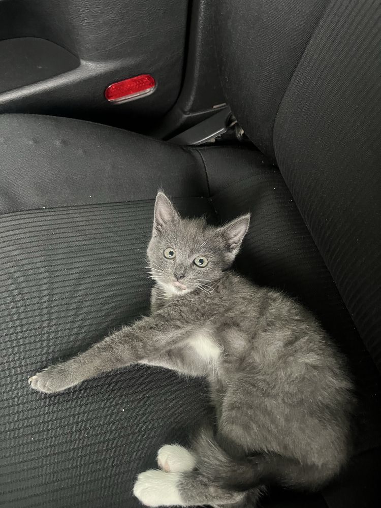 Отдам в Котенков