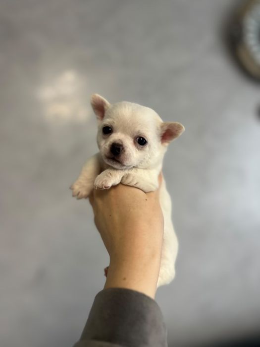 Чихуа хуа щенята