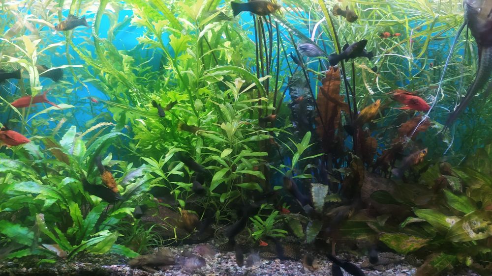 Акварімні рибки, рослини