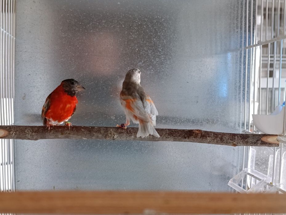 Cedência de cardinalitos