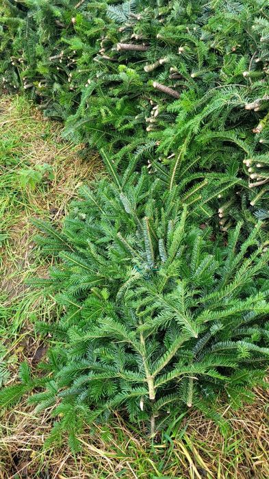 Zestaw gałązek 15-90cm