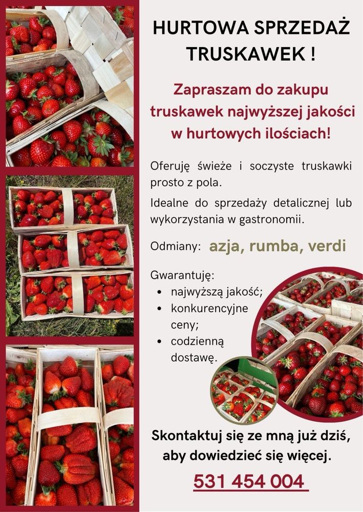 Truskawki Owoce (odmiany „Azja”, „Rumba”, „ Verdi”)