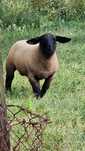 Borrego suffolk com 4 meses