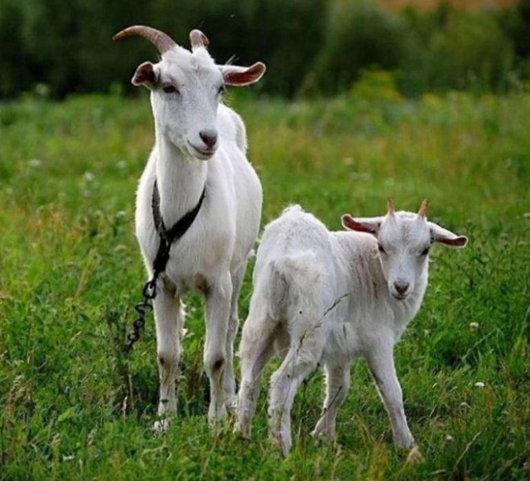 ПРОДАМ НЕДОРОГО кіз та козлів
