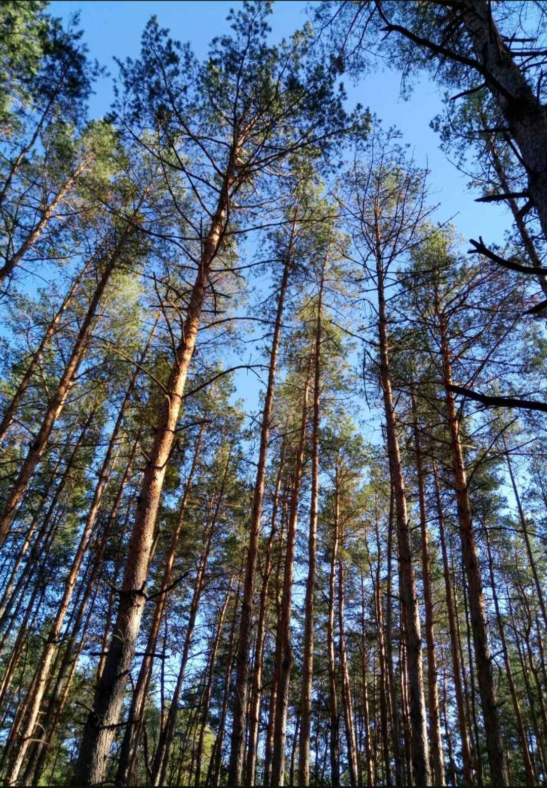 Велика земельна ділянка поряд з містом