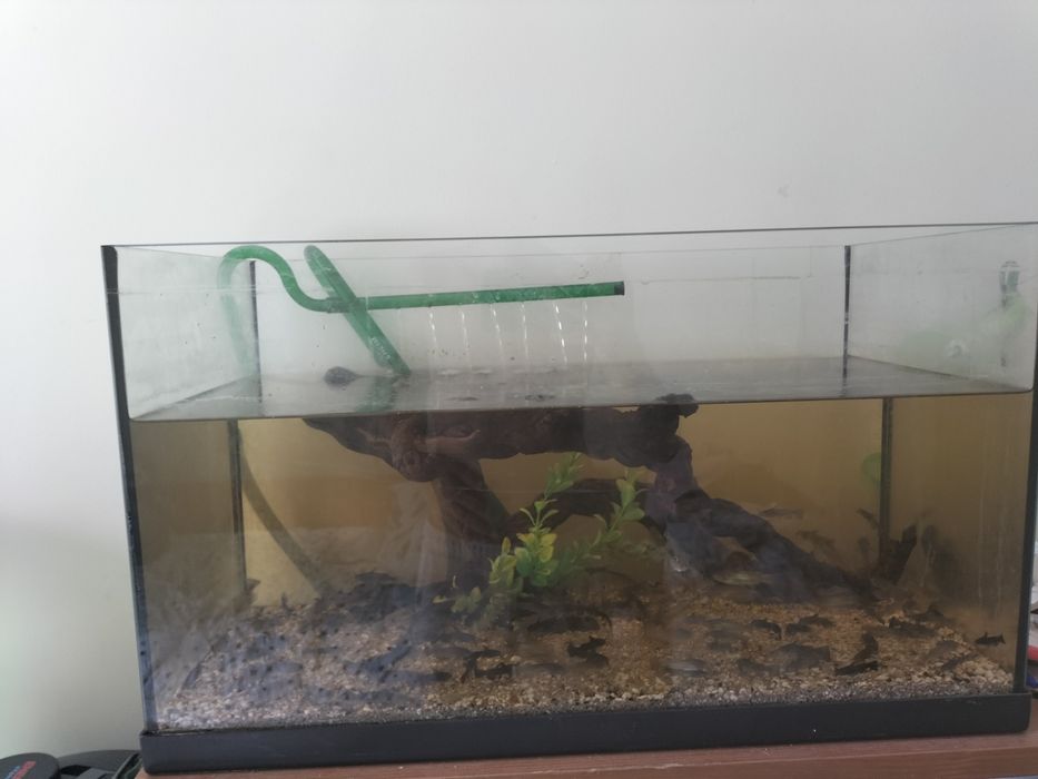 Aquário aquatlantis